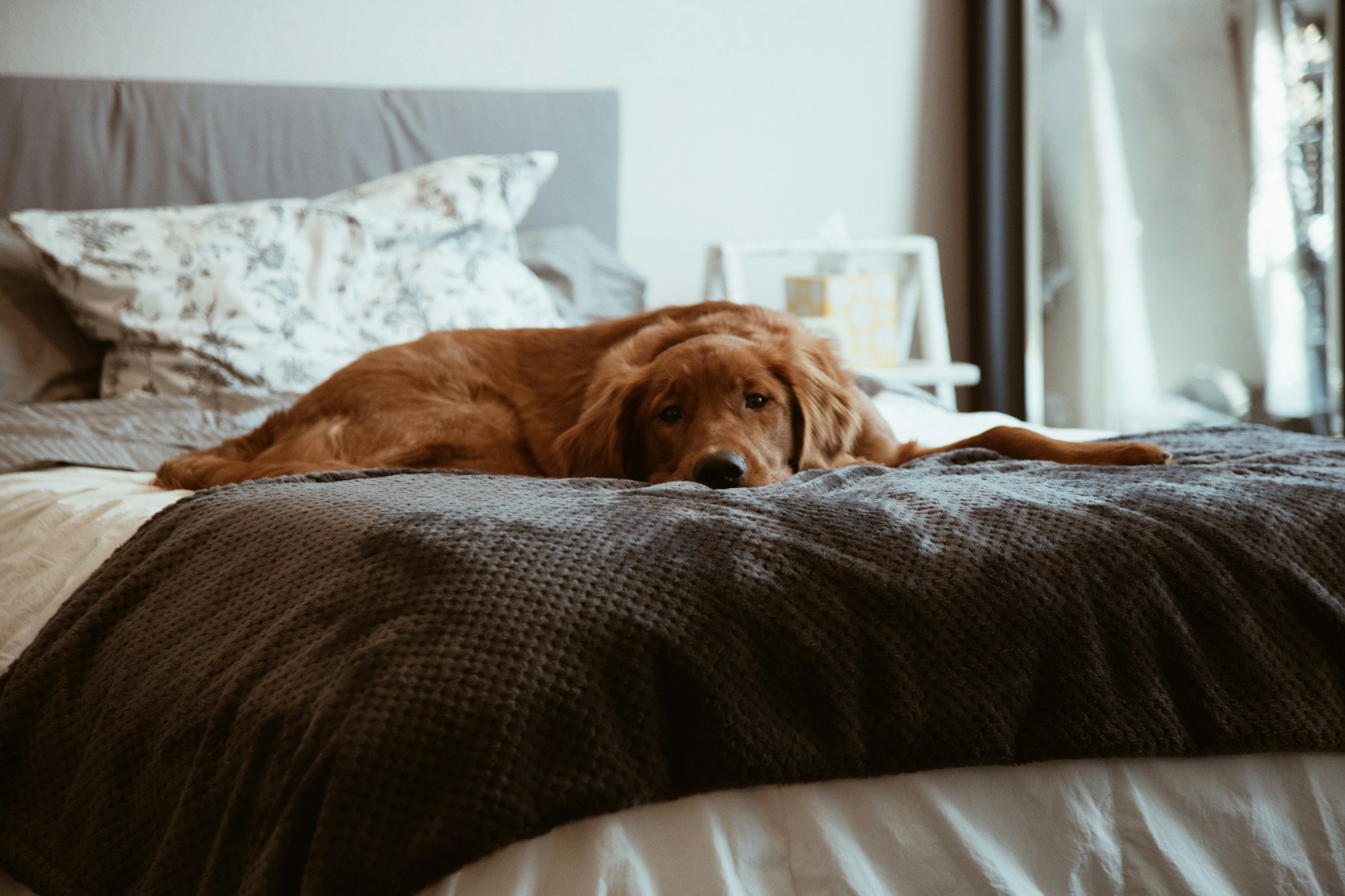 Tired dog laying in bed