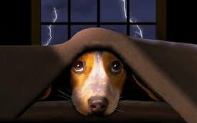 How to Deal with Your Dog’s Storm Phobia