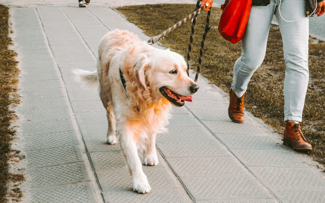 How To Keep The “Loose” In Leash Walking