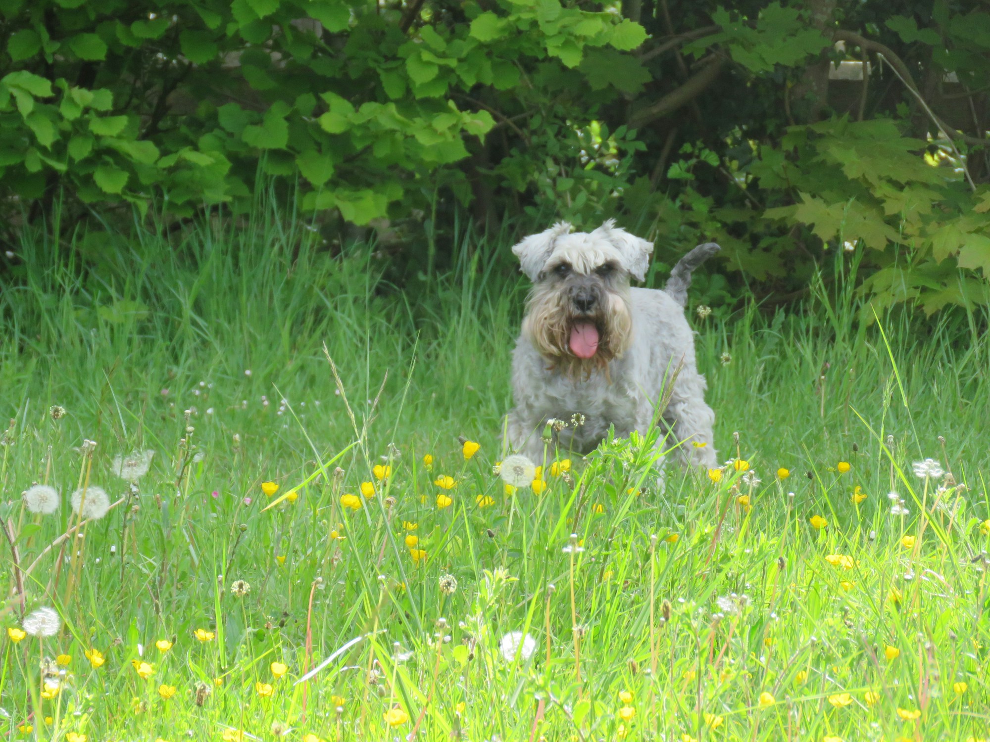 Old dog in field 