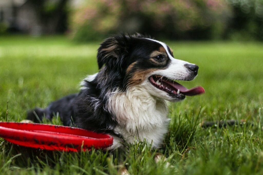 Tired dog after playing fetch laying in field