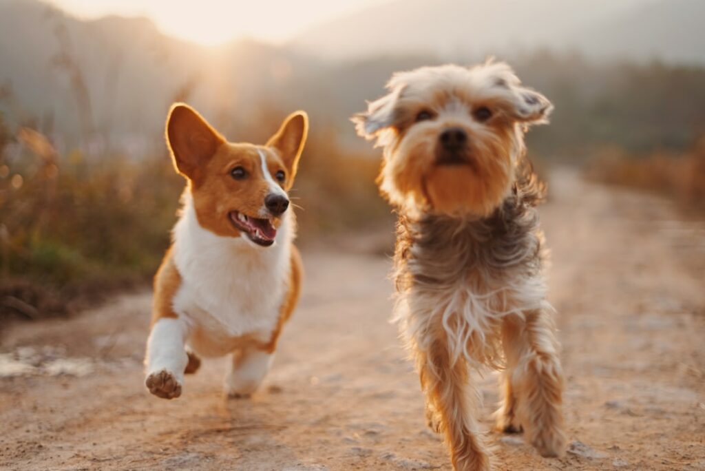 Two dogs running down trail