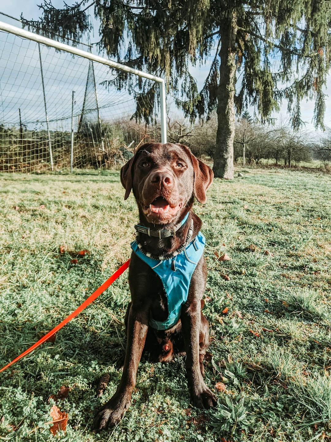 Dog on leash outside being trained