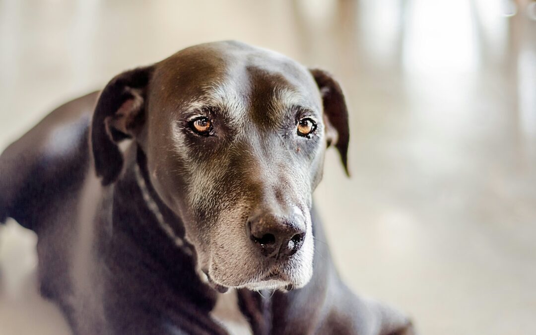 Supplements for the Aging Dog