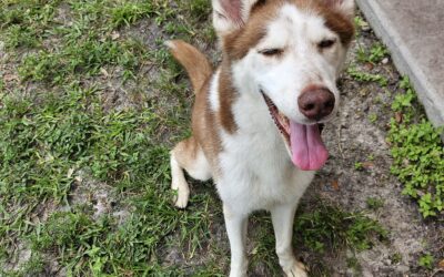 Entitlements vs. Privileges