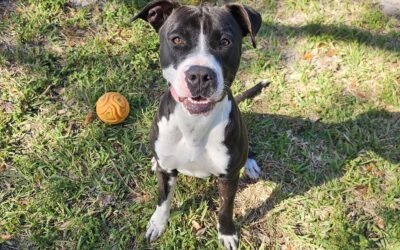 DOES YOUR DOG FIT YOU?