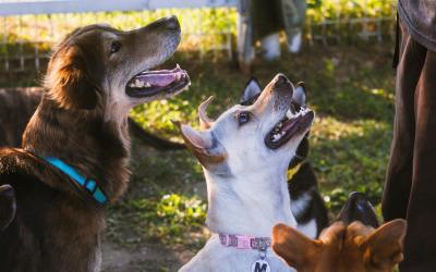 Training Your Entire Pack