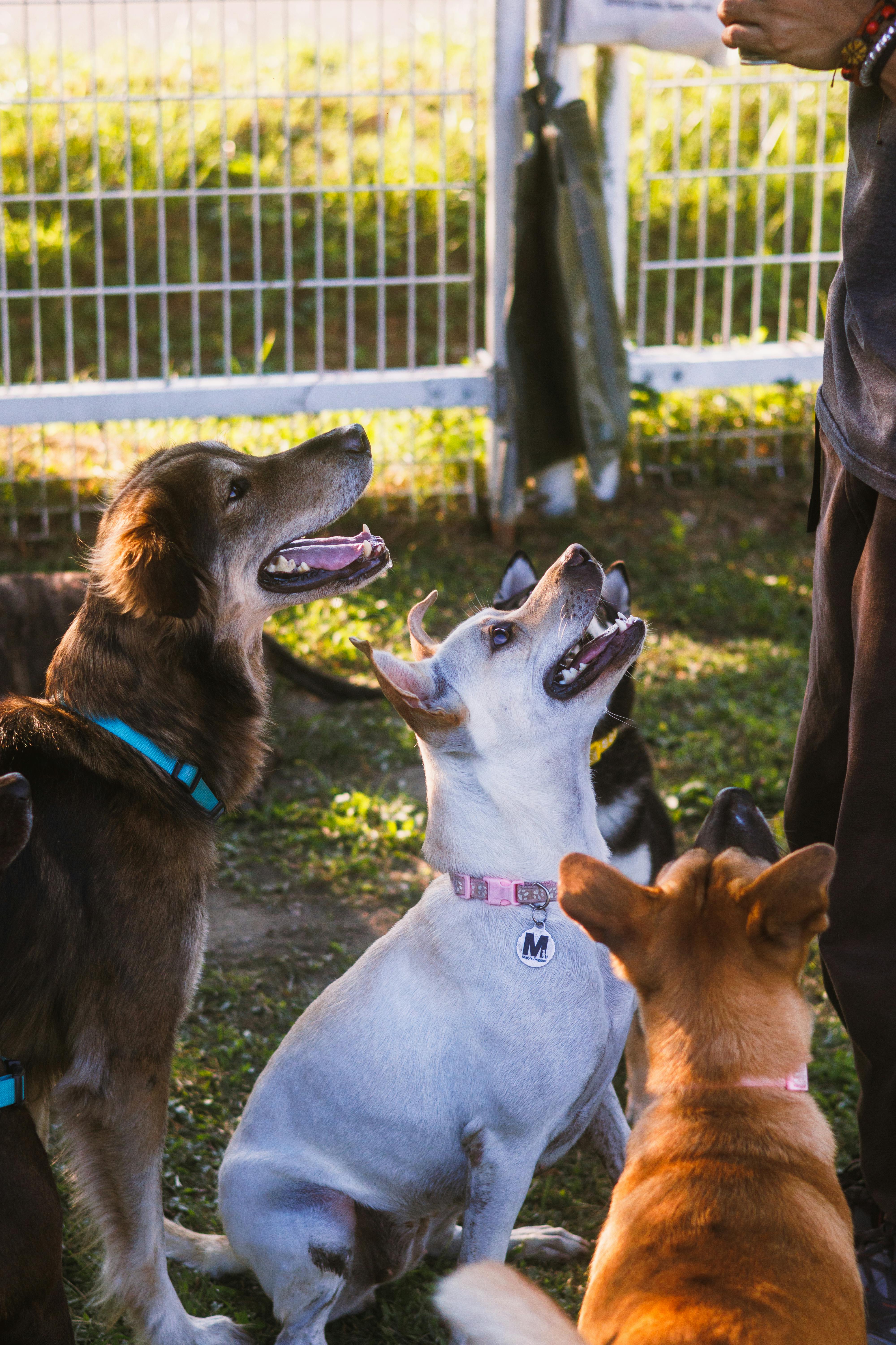 Training Multiple Dogs