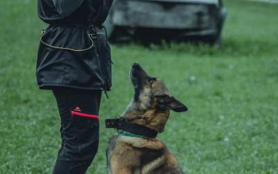 The Dog Training Spectrum