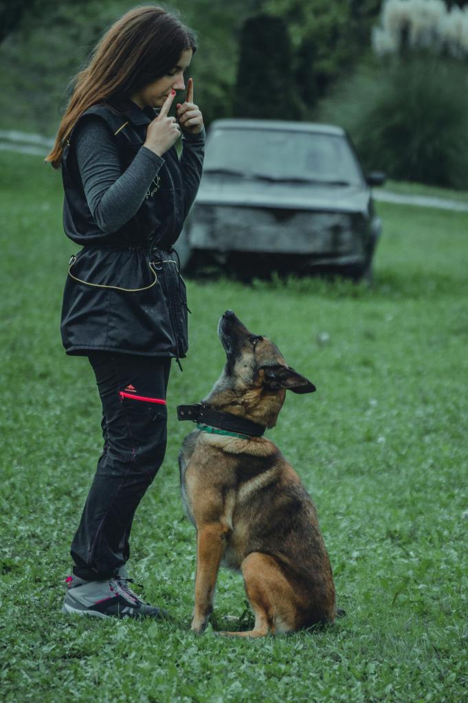 Dog Training