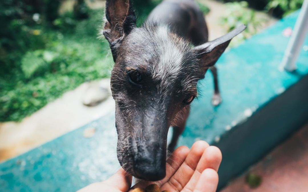 What is Healthy Dog Food?
